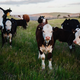 Las vacas son criaturas naturalmente curiosas. Les gusta mucho la música, y se ha demostrado de que irán a dónde se toca y se quedarán para escucharla.